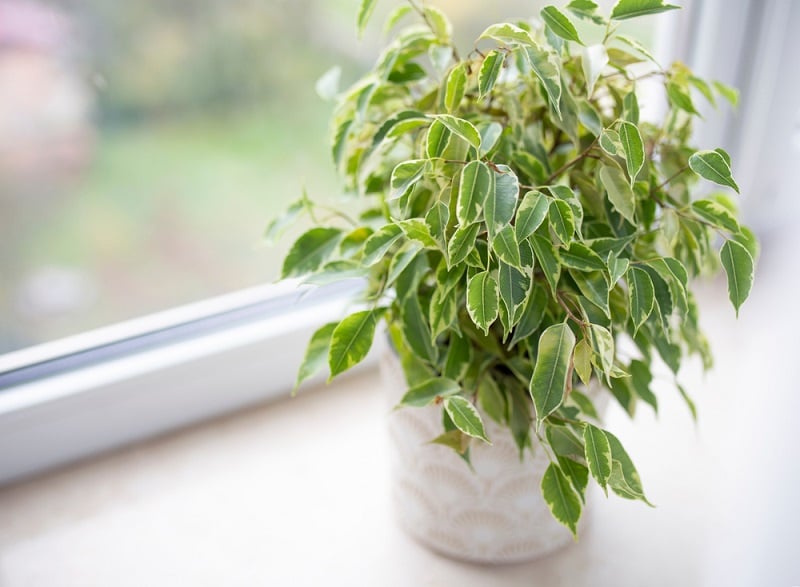 Quelle plante absorbe l'humidité dans une salle de bain ? Top 10 pour  déshumidifier l'air