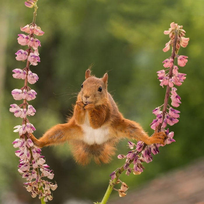 25 images très amusantes issues du concours « The Comedy Wildlife Photography Awards » Par Pauline M. Funny-animals-pics-comedy-wildlife-photography-awards-3-5b07b856da9ec__700