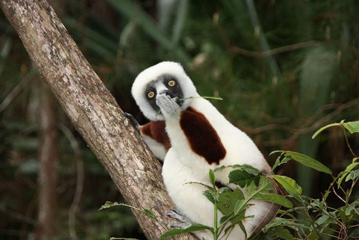 25 images très amusantes issues du concours « The Comedy Wildlife Photography Awards » Par Pauline M. Funny-animals-pics-comedy-wildlife-photography-awards-4-5b07b8589ffad__700