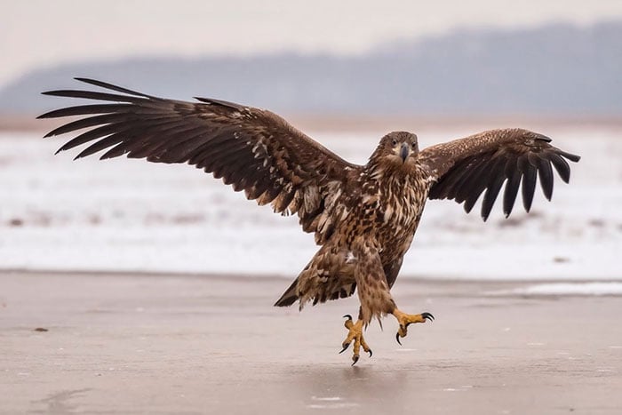 25 images très amusantes issues du concours « The Comedy Wildlife Photography Awards » Par Pauline M. Funny-animals-pics-comedy-wildlife-photography-awards-46-5b07b8b159284__700