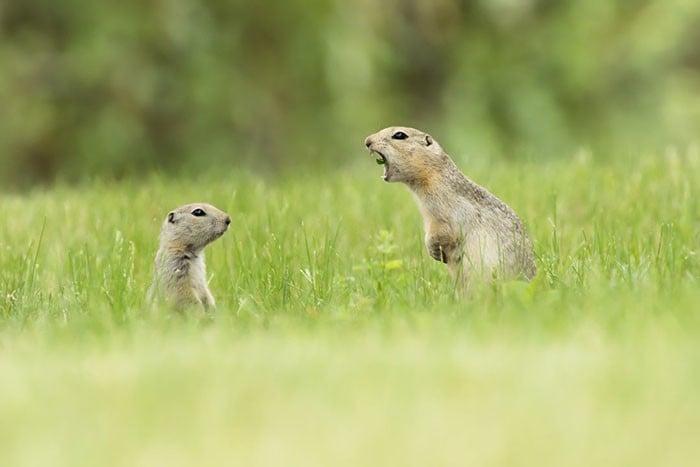 25 images très amusantes issues du concours « The Comedy Wildlife Photography Awards » Par Pauline M. Funny-animals-pics-comedy-wildlife-photography-awards-6-5b07b85bb8da0__700