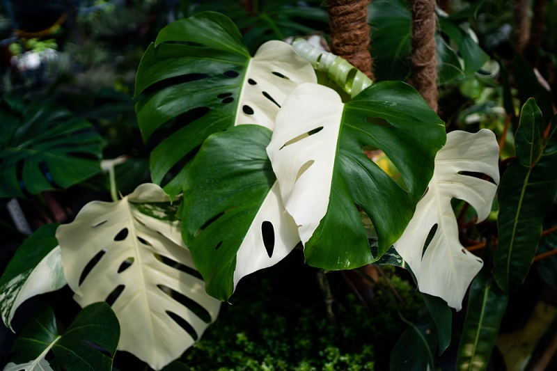 Le monstera variegata, une plante d'intérieur rare au feuillage