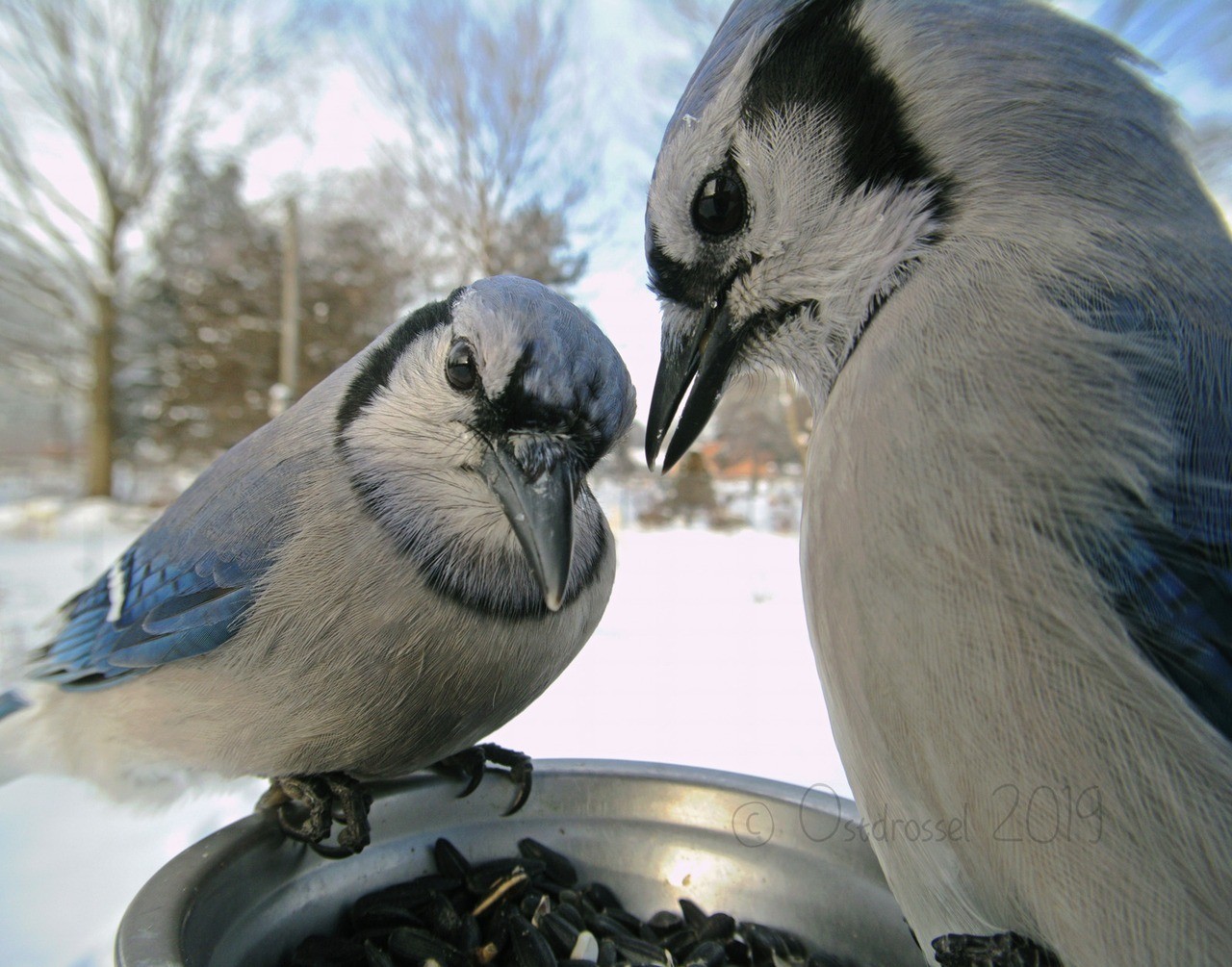 Une mangeoire connectée pour mieux photographier les oiseaux de