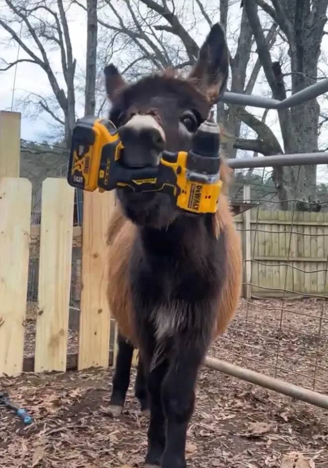 L'&acirc;ne HeeHaw avec une perceuse