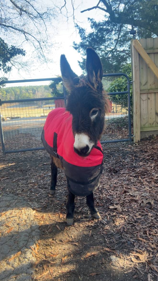 L'&acirc;ne HeeHaw avec un manteau