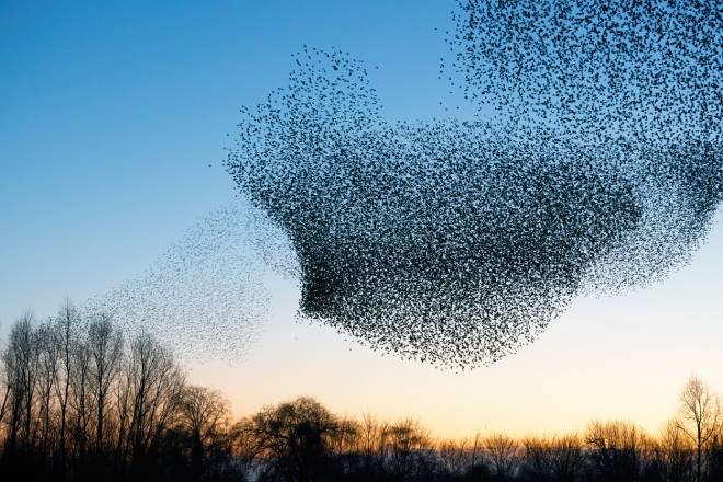 Rassemblement d'&eacute;tourneaux dans le ciel