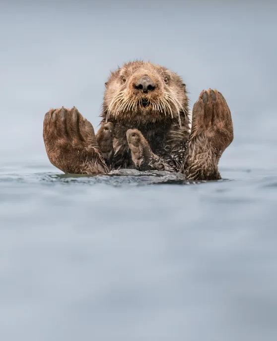 Une loutre dans l'eau
