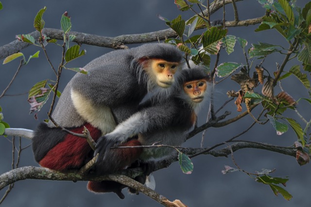 Un couple de primates en train de s'accoupler
