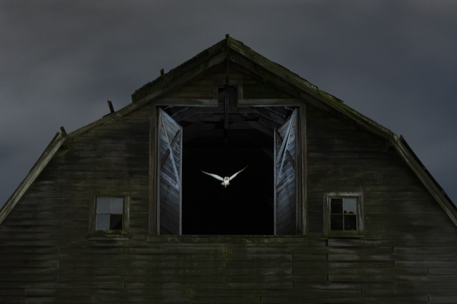 Une chouette effraie sort d'une grange abandonnée