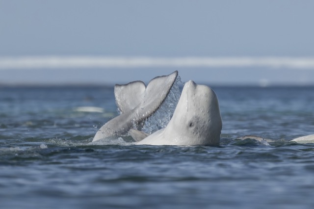 Un beluga dans la mer