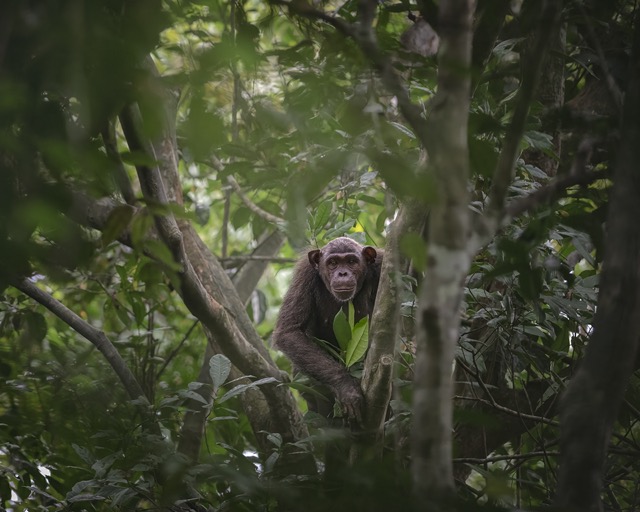 Un chimpanzé dans un arbre