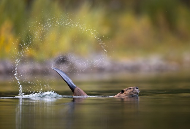 Un castor nage