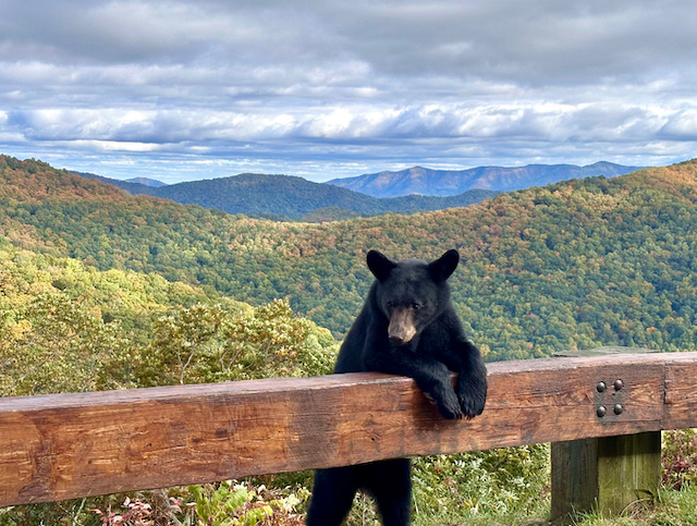 Un ours noir 