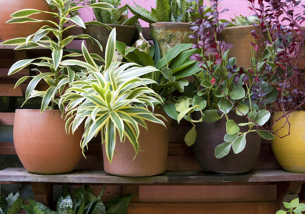 Fini les plantes fanées au retour de vacances, découvrez 15 astuces pour  entretenir vos plantes pendant votre absence