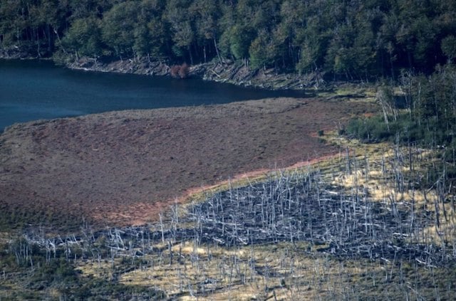 Des arbres de la for&ecirc;t ravag&eacute;s par des castors sur la Terre de feu, au sud du Chili