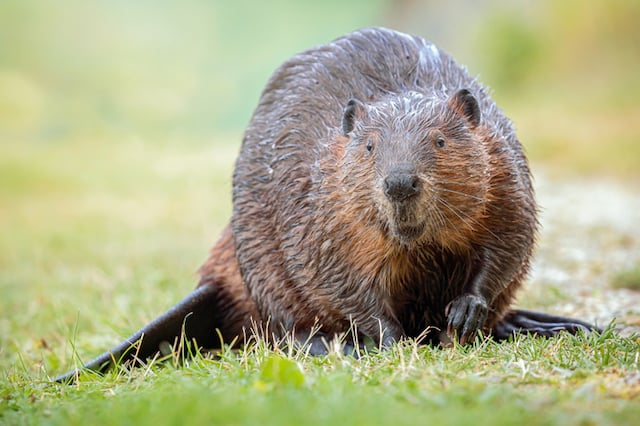 Gros plan sur un castor nord-am&eacute;ricain