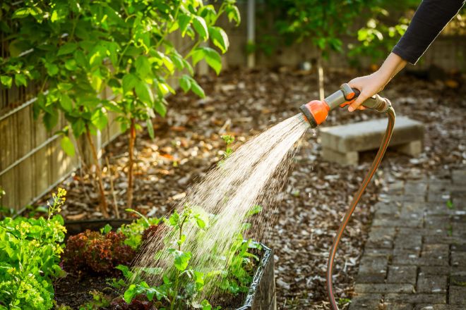 Arroser des plantes dans un jardin