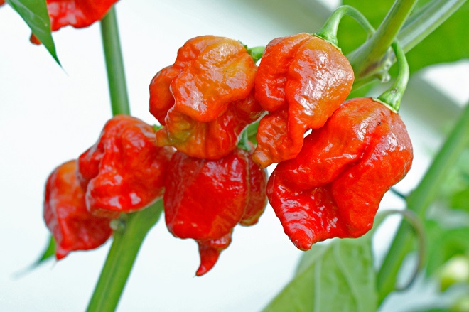 Voici le piment le plus piquant du monde - Moustique