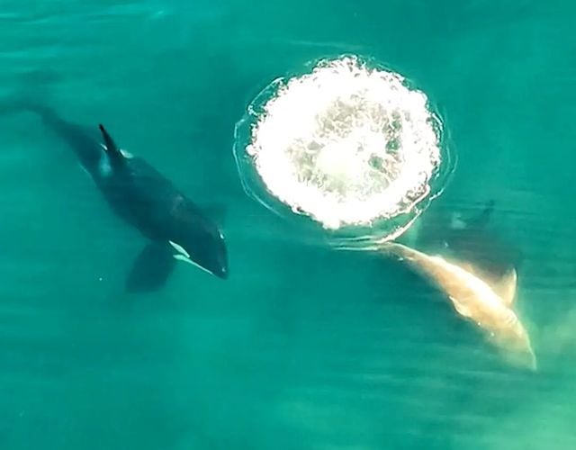 Une vidéo impressionnante montre trois orques attaquer puis dévorer un grand requin blanc en