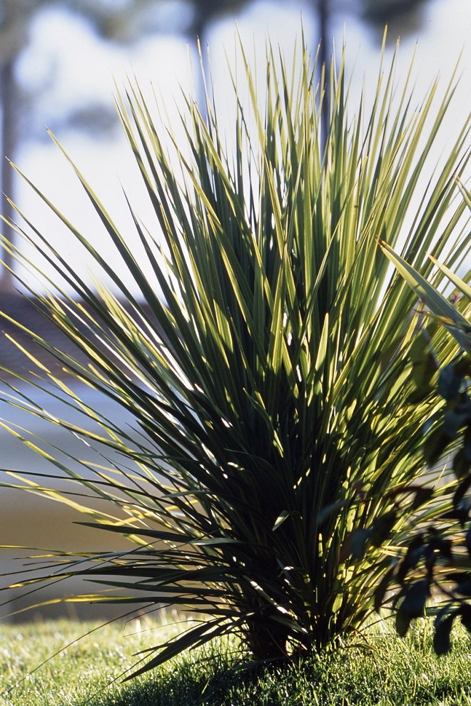 12 plantes grasses extérieures qui résistent au gel