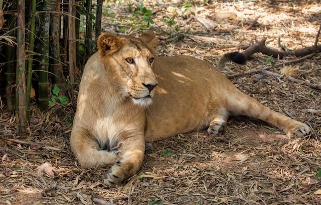 Lionne d'Asie