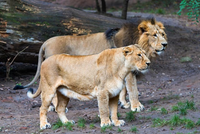 Lions d'Asie
