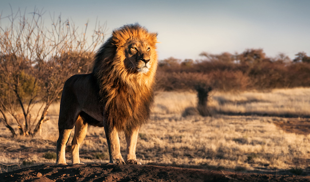 Lion africain