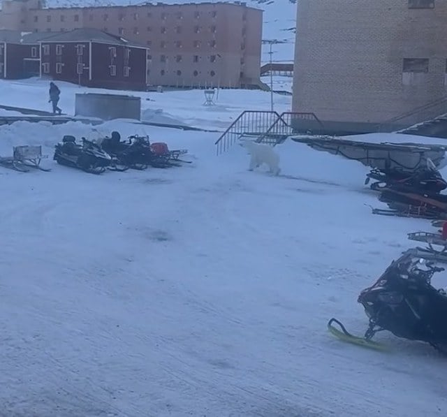 Capture d'écran montrant l'ours en train d'attaquer l'employé de l'hôtel