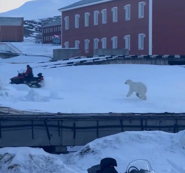 Capture d'écran montrant l'ours en train d'attaquer l'employé de l'hôtel
