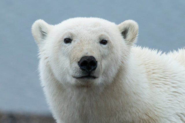 Ours polaire