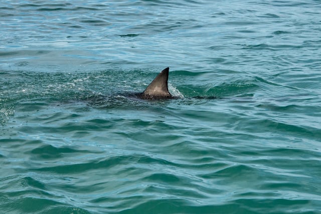Aileron d'un grand requin blanc 