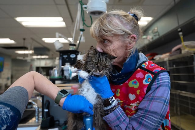 Un membre du personnel de la Best Friends Animal Society enlace la chatte baptisée Mirage
