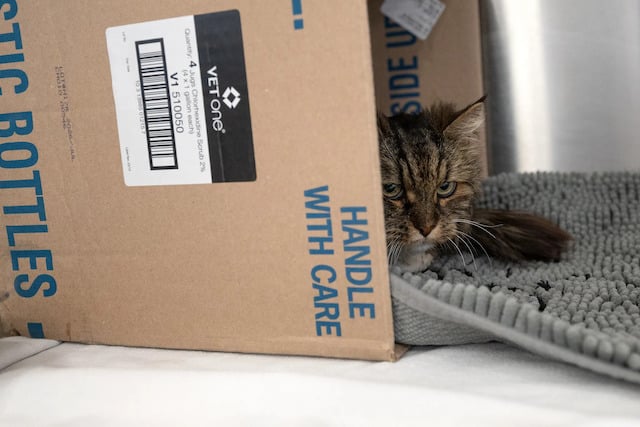 La chatte Mirage