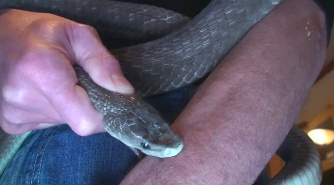 Tim Friede et les serpents