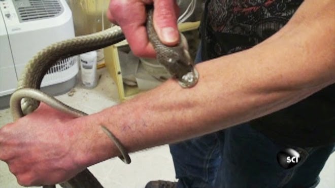 Tim Friede et les serpents