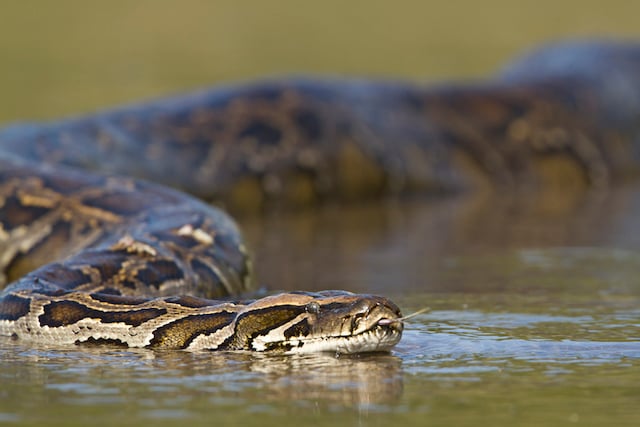 Un anaconda dans l'eau 