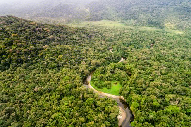 Vue aérienne de la forêt amazonienne 