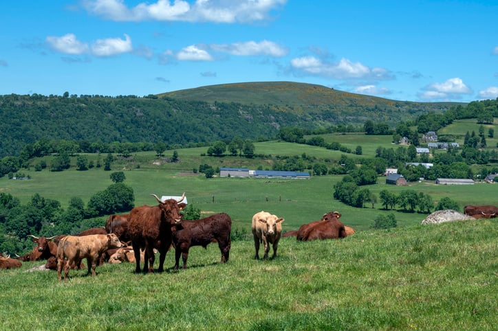 Des vaches dans le Cantal