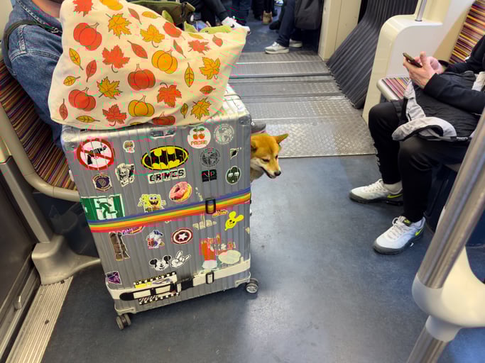 Des bagages volumineux et un chien dans le métro