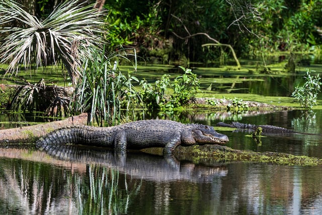 Un alligator se reposant sur un arbre mort en Floride