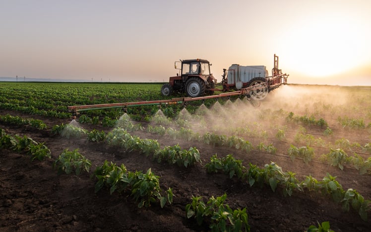 Un champ de légumes recouvert de pesticides