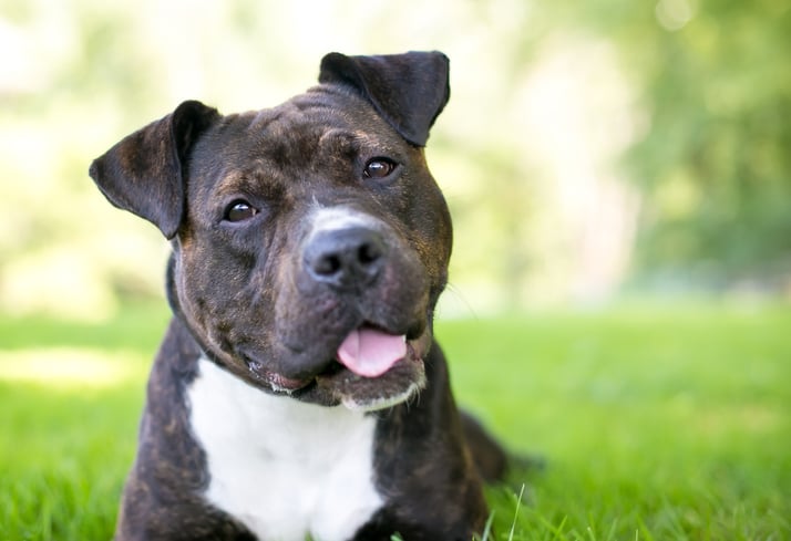 Pitbull