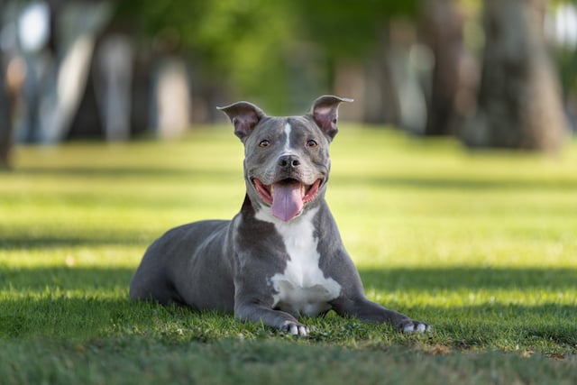 Pitbull