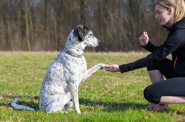 Éducation canine