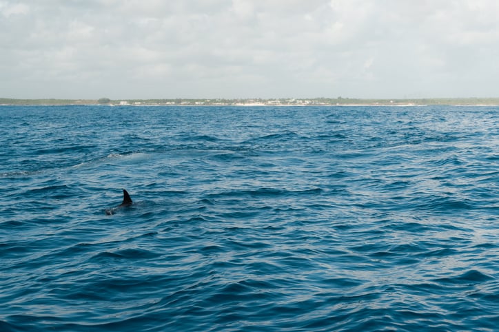 Un aileron dans la mer
