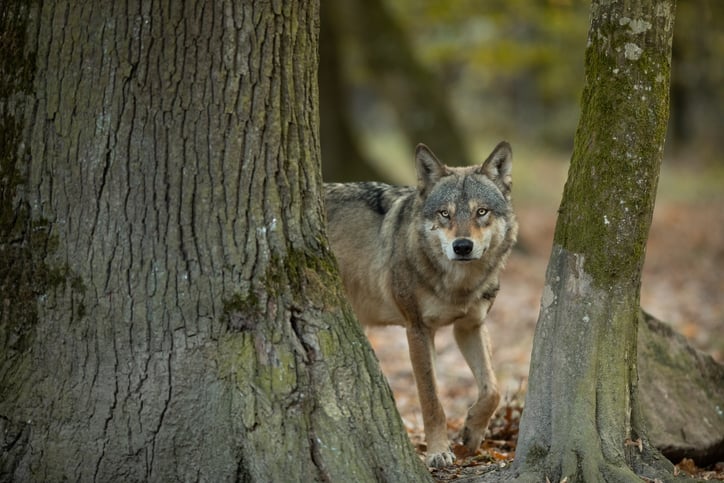 Un loup gris