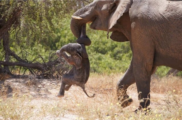 Une femelle éléphant en train de transporter la dépouille de son éléphanteau