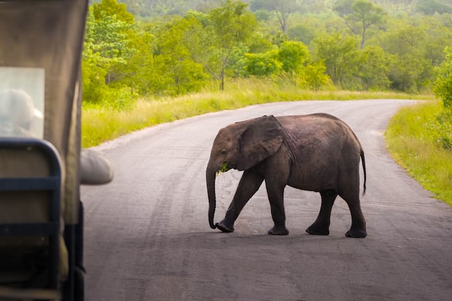 Un bébé éléphant qui traverse une route
