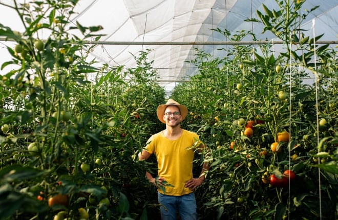 un jeune homme cultive des tomates