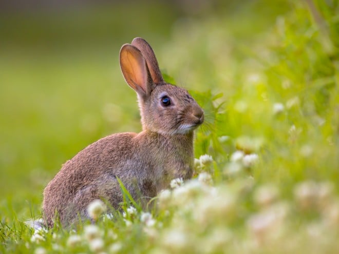 Un lapin